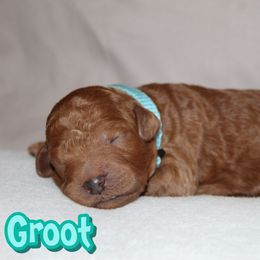 Groot - Red  male Poodle puppy in Sheridan, California from Renegade Standard Poodles