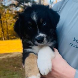 Harvest - Black tri-color male Australian Shepherd puppy in Mckenzie, Tennessee from Whispering Iris Aussies