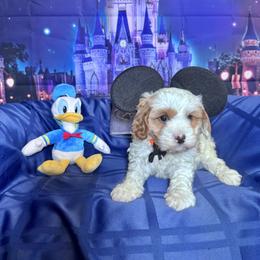Donald (orange collar) - Blenheim male Cavapoo puppy in Modesto, California from Molly n Friends