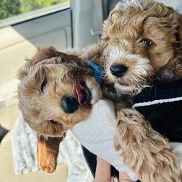 Cavapoo, Cockapoo, Goldendoodle, and Maltipoo Puppies from Perdue Puppies