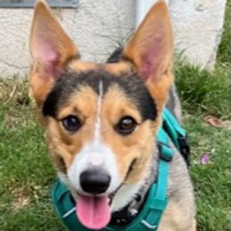 D.Va - Pembroke Welsh Corgi