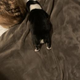 Pembroke Welsh Corgi Puppies from Kenyon Pembroke Welsh Corgis
