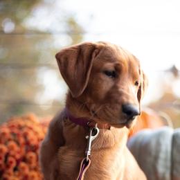 Labrador Retriever Puppies from UC Labradors