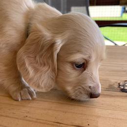 Girl 2 - Cream female Dachshund puppy in Vinton, Iowa from Lerch Family Dachshunds