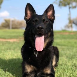 Onja - German Shepherd