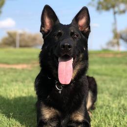 Onja - German Shepherd
