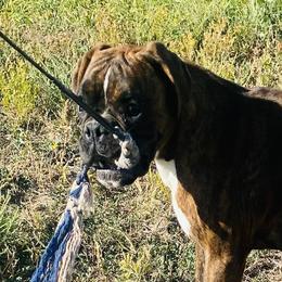 Boxers and Shih Tzus from Victorio Boxers & Shih-Tzu's