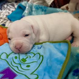 Valentino - White male American Staffordshire Terrier puppy in Marietta, Georgia from Ambition Amstaffs