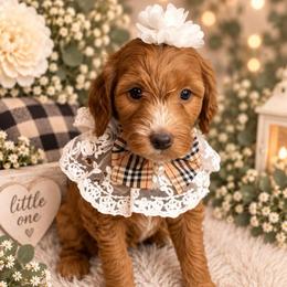 Liberty - Yellow Collar - Red  female Goldendoodle puppy in Huntsville, Alabama from Falcon Ridge Doodles