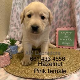 Hazelnut - Yellow female Labrador Retriever puppy in Wittmann, Arizona from AM Labradors