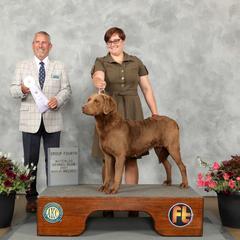 Ruby - Chesapeake Bay Retriever