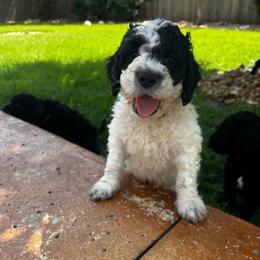 Mr. Yellow - Parti male Labradoodle puppy in Liberty Hill, Texas from Martin Family Doodle