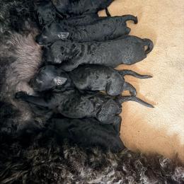Girl 1 - Black female Poodle puppy in New York from Adiame Kennels