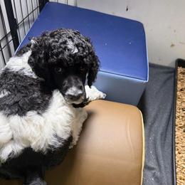 Service dog parents Black and white parti - Parti female Poodle puppy in Maryland from Hernwood Heelers & Poodles