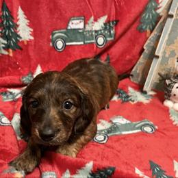 Cinnamon - Brindle female Dachshund puppy in Massachusetts from Honey Bee Dachshunds