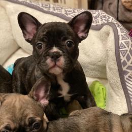 French Bulldog Puppies from Nuthin’ But Frenchies