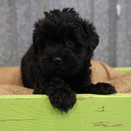 Kreen - Black female Whoodle puppy in West Bend, Iowa from Blue Skies Terriers