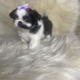 Shih Tzu Puppies from Keepin' it X-tra Shih-Tzu