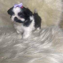 Shih Tzu Puppies from Keepin' it X-tra Shih-Tzu