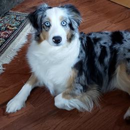 Tui - Australian Shepherd