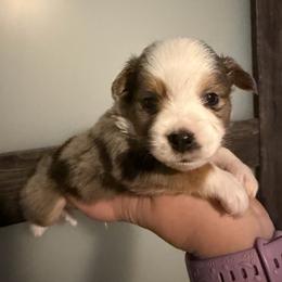 Lapis - Blue merle male Miniature Australian Shepherd puppy in Weatherford, Texas from F & T Aussies