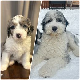 Assorted Doodle Crosses and Newfypoo All Grown Up from Arizona Doodle Trails