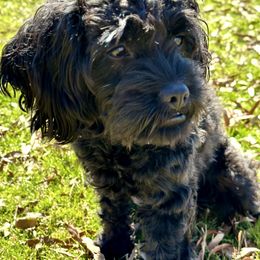 Cavapoos from Franklin Ranch Pups