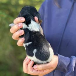 Male 2 - Black brown and white male Basset Hound puppy in Lindley, New York from Hill Top Basset Hounds & Cane Corso