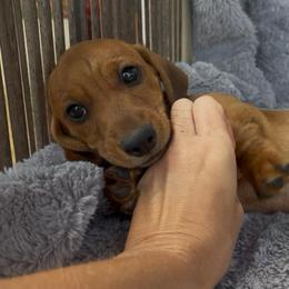 Shaded Red boy - Red male Dachshund puppy in Lubbock, Texas from It’s a Hot Mess
