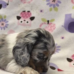 Dachshunds from Cool Runnin Dachshunds