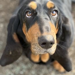 Eleanor - Basset Hound