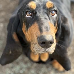 Eleanor - Basset Hound