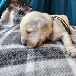 Black - Golden male Golden Retriever puppy in Lucasville, Ohio from Halo Kennels