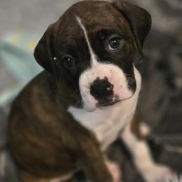 Boxer puppies from Fleming Pups