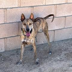 HOPE - Vietnamese Phu Quoc Ridgeback