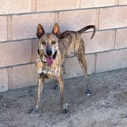 HOPE - Vietnamese Phu Quoc Ridgeback