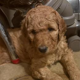 Ariel - Apricot female Goldendoodle puppy in Indiana, Pennsylvania from Kathy's Doodles