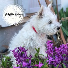 Shihpoo, Shih Tzu, and West Highland White Terrier Puppies from Westie Way & Polly Tzu Shih tzu and more