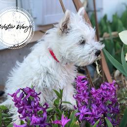 Shihpoo, Shih Tzu, and West Highland White Terrier Puppies from Westie Way & Polly Tzu Shih tzu and more