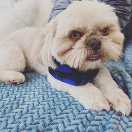 Prince - Shih Tzu