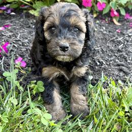 Girl 1 - Chocolate merle female Bernedoodle puppy in Russiaville, Indiana from Pleasant Creek Minibernedoodles