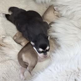 Bandit - Black and white male Siberian Husky puppy in Guffey, Colorado from Sunset Ridge