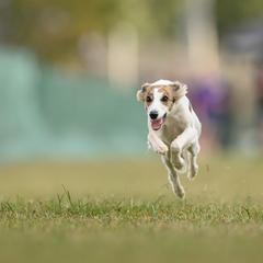 Windsprites from WildMagic Windsprites