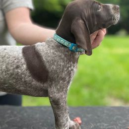German Shorthaired Pointers and Goldendoodles from Grace Lynn Kennels