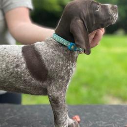 German Shorthaired Pointers and Goldendoodles from Grace Lynn Kennels