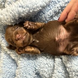 Java - Chocolate and tan male Dachshund puppy in Bergen, New York from T. Rex Doxies & Friends