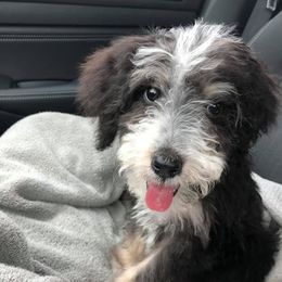 Bernedoodles from Gigis Bernedoodles