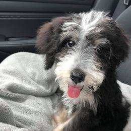 Bernedoodles from Gigis Bernedoodles