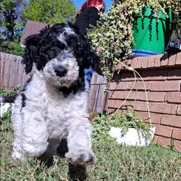 Purple boy - Parti male Labradoodle puppy in San Antonio, Texas from Multigenerational Labradoodles of Central TX