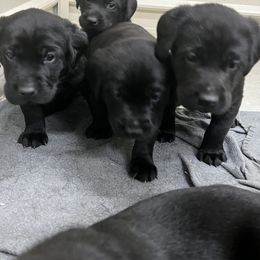 Labrador Retriever Puppies from Brush Creek Retrievers